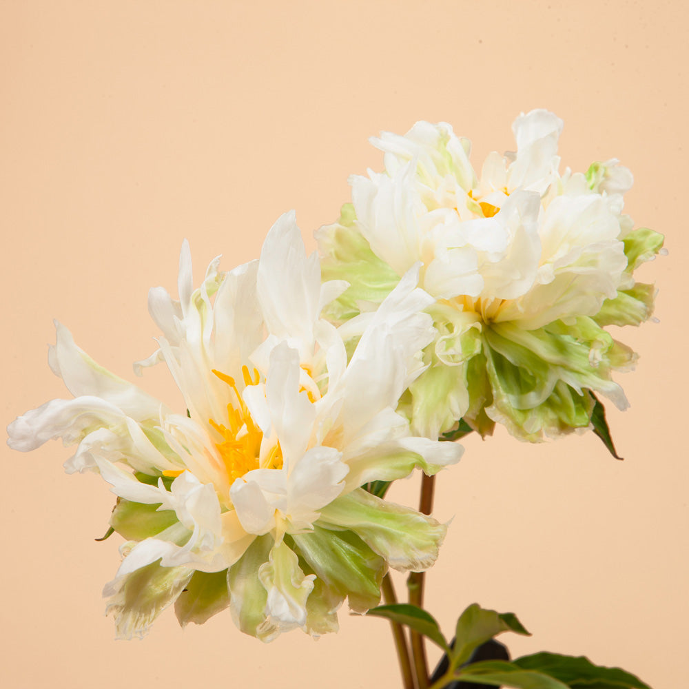 Green Halo Peony Bareroot