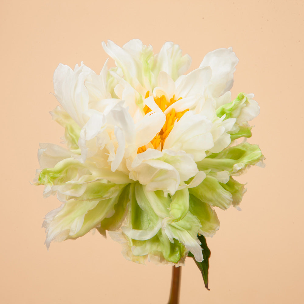 Green Halo Peony Bareroot