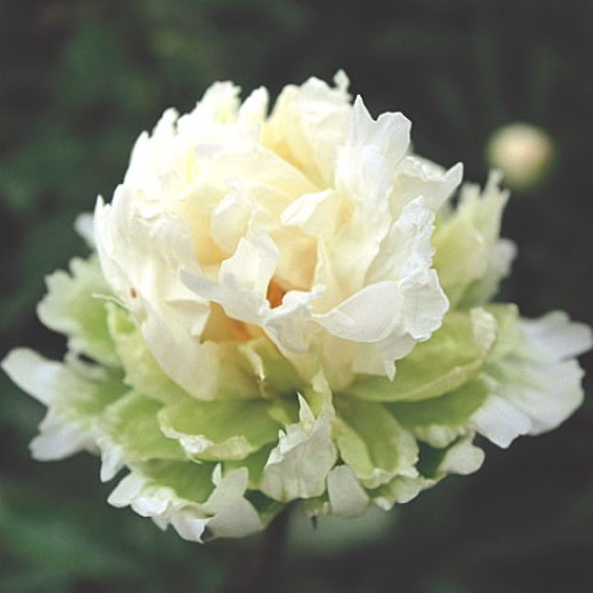Green Halo Peony Bareroot