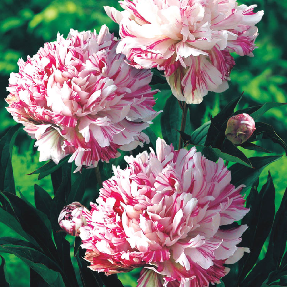 Peony Kirinmaru