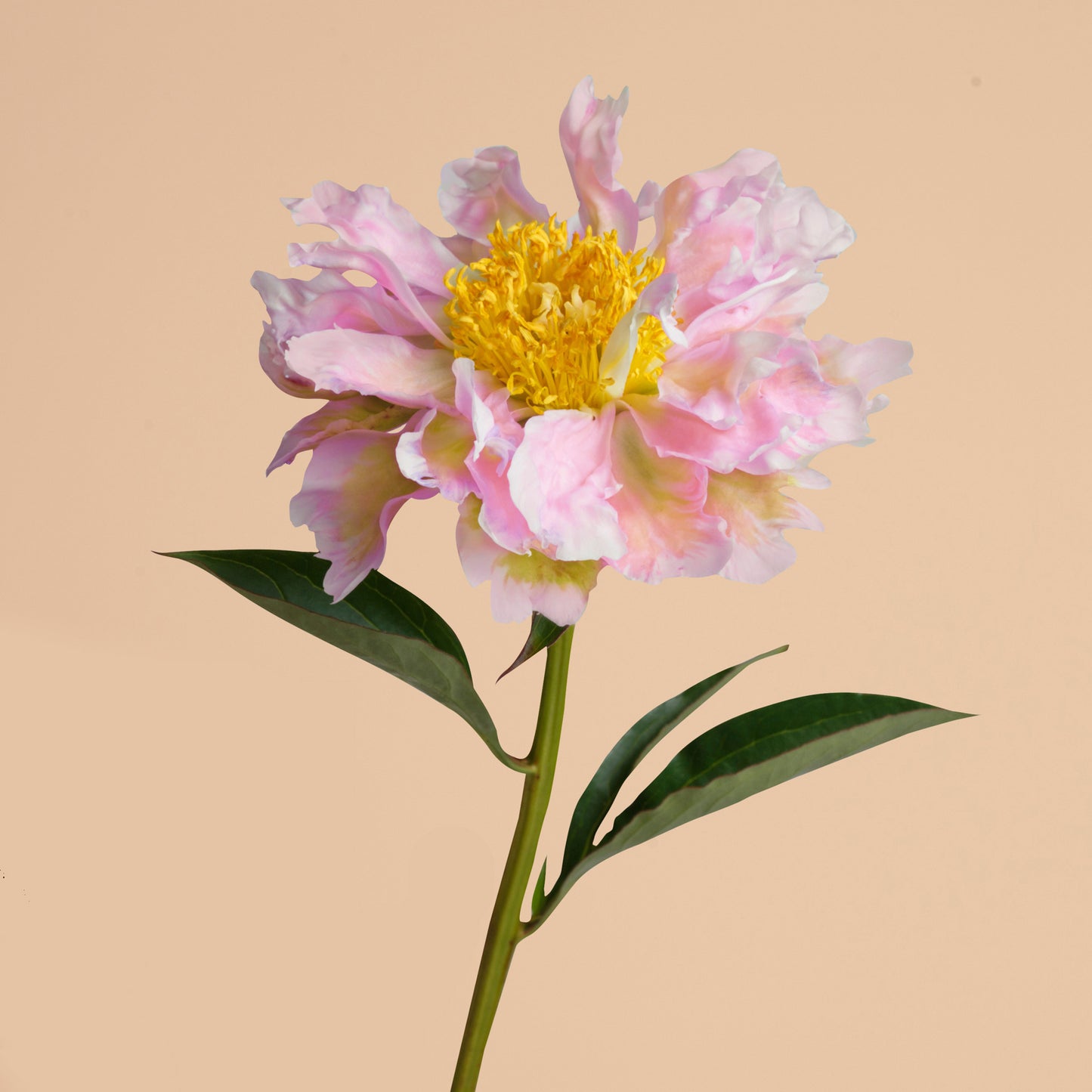 Peony Pink Spritzer
