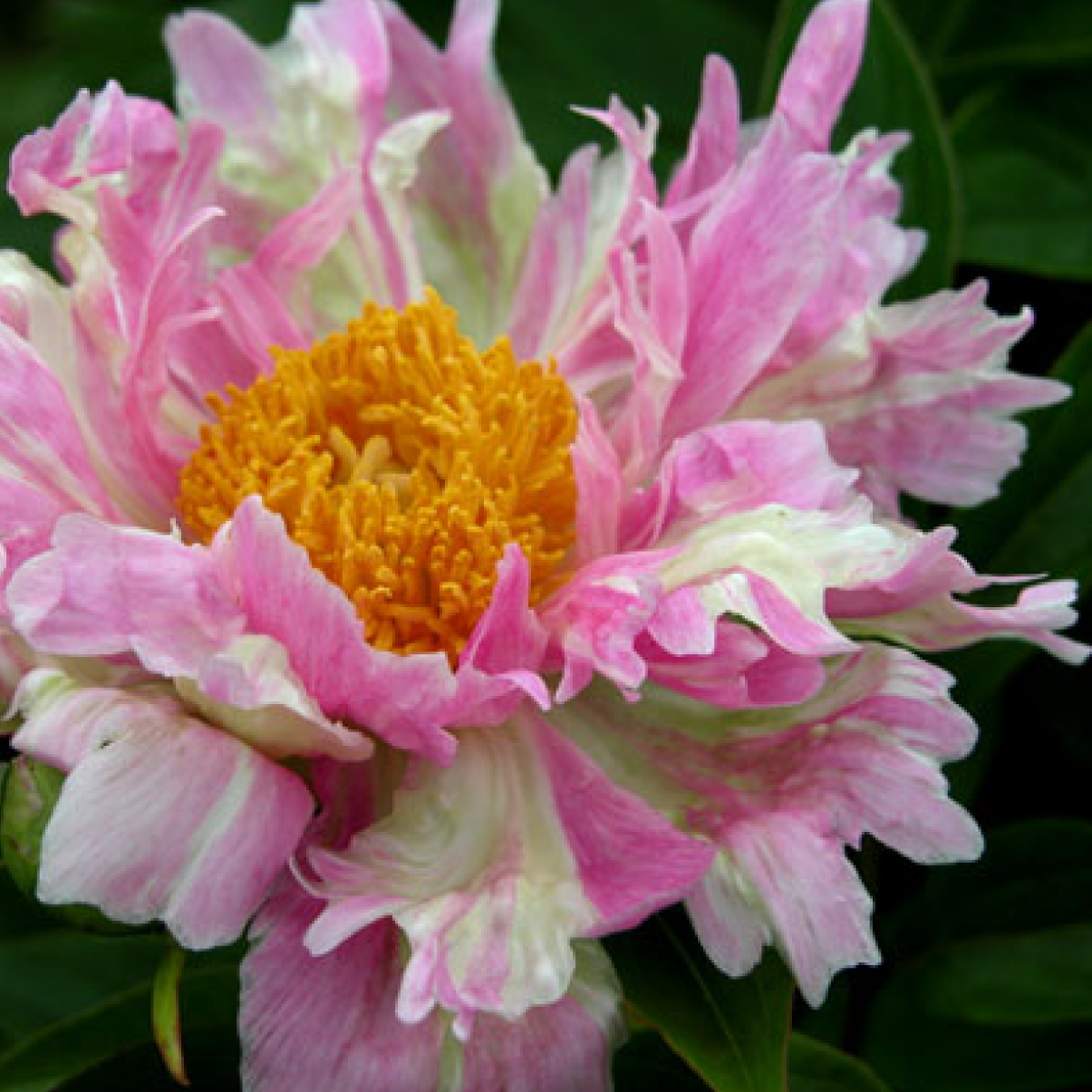 Peony Pink Spritzer