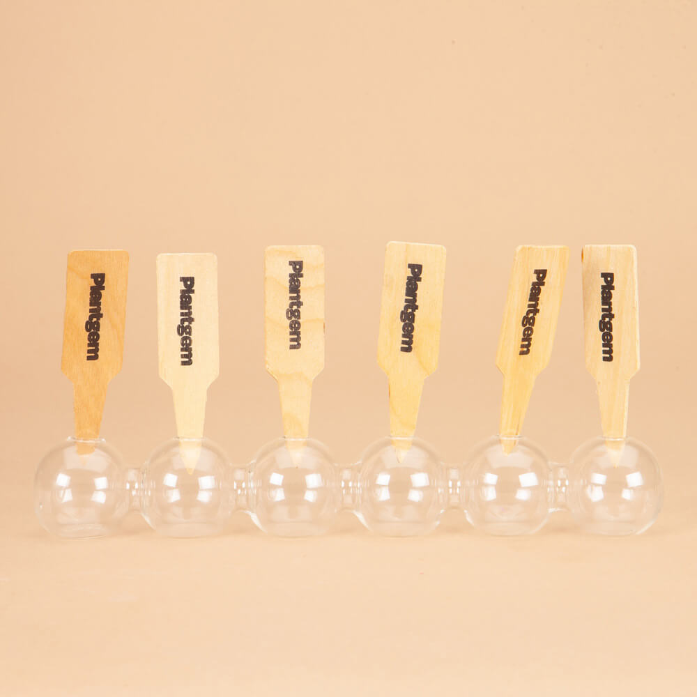 Créme de Cassis Dahlia