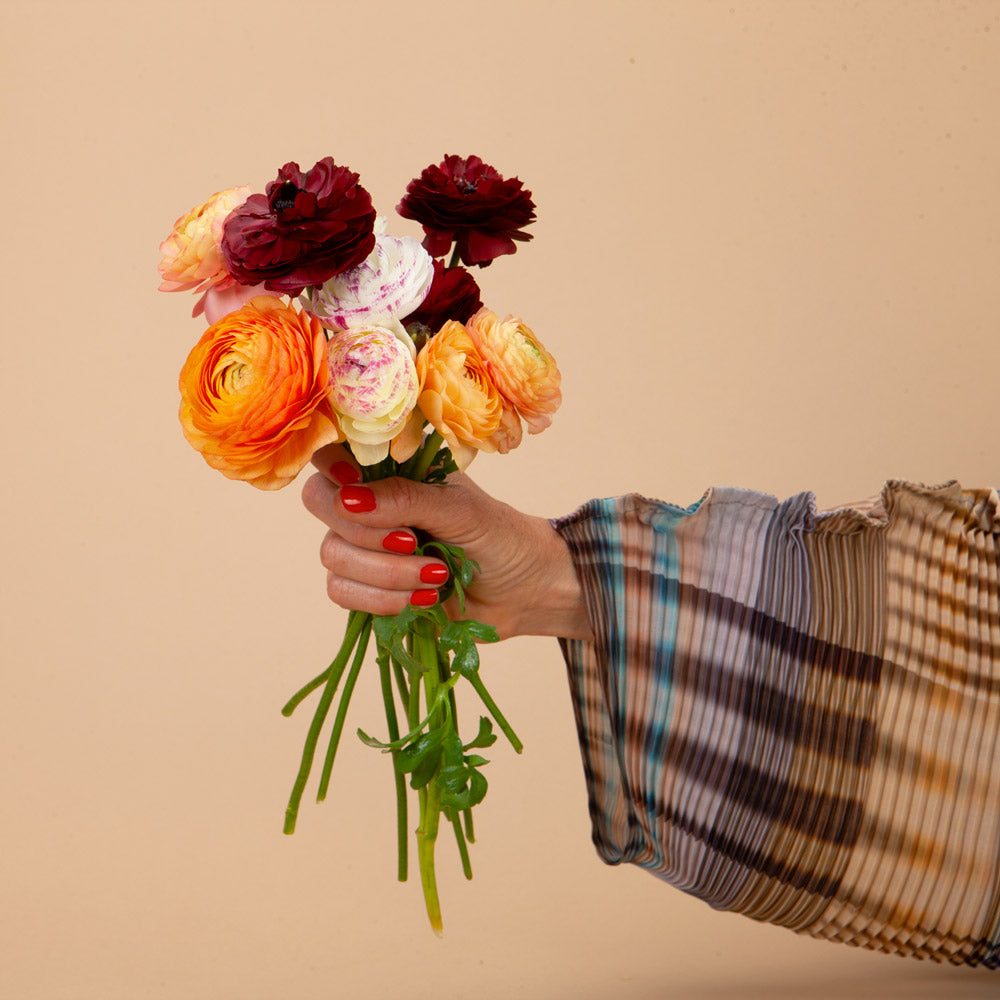 Ranunculus Rainbow Bundle