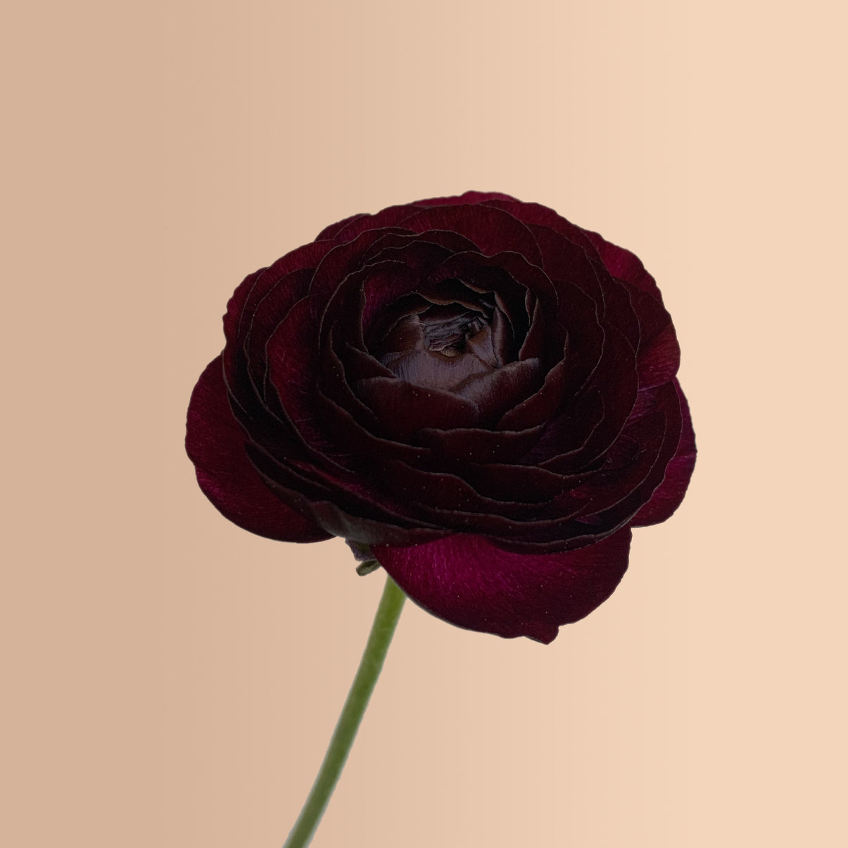 Black Amandine Ranunculus Corms