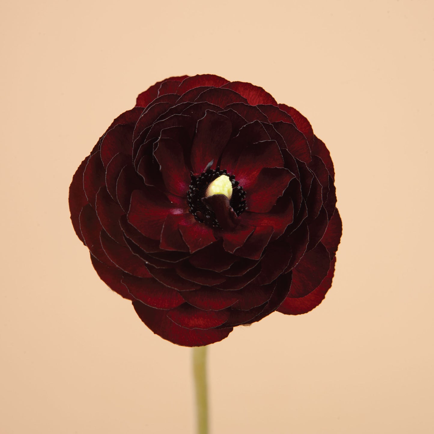 Black Amandine Ranunculus Corms
