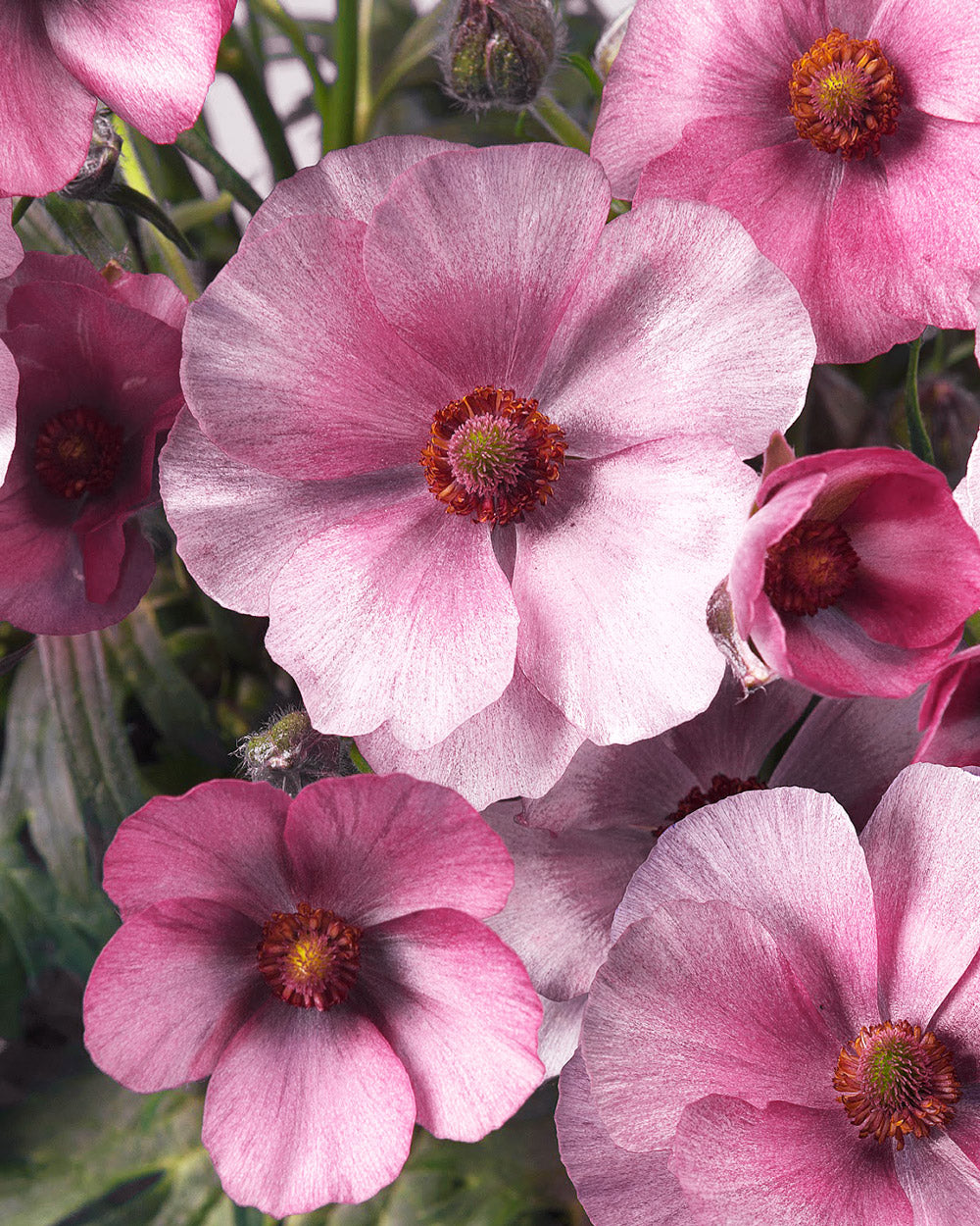 Ranunculus Butterfly Europe Corms
