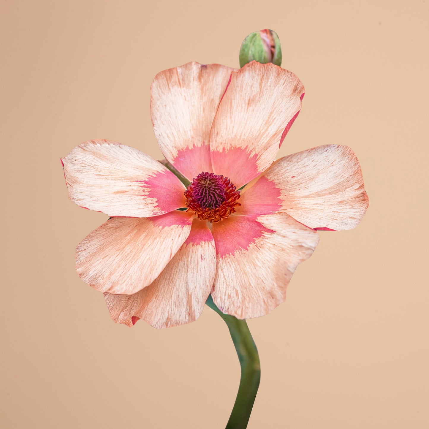 Theseus Butterfly Ranunculus Corms