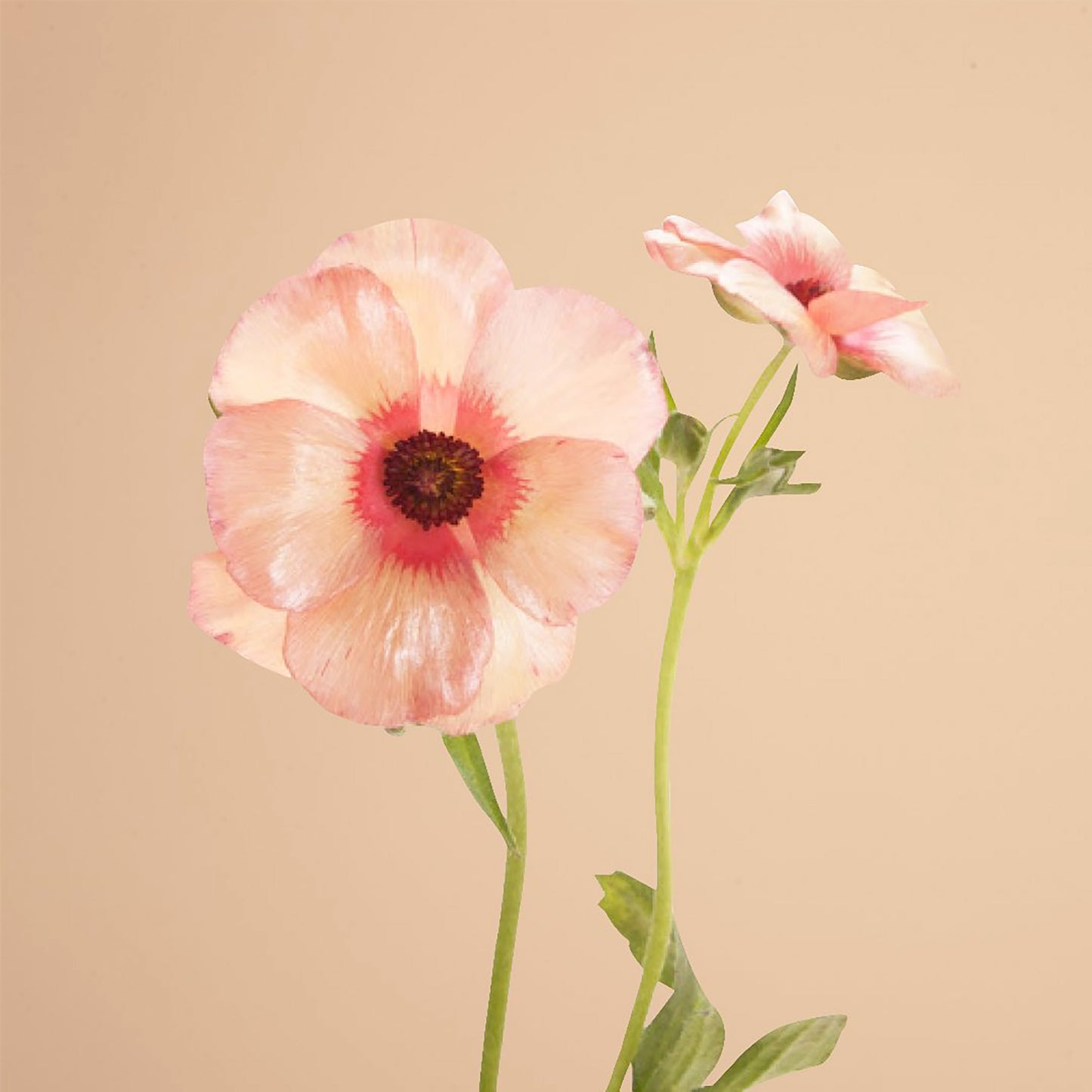 Theseus Butterfly Ranunculus Corms