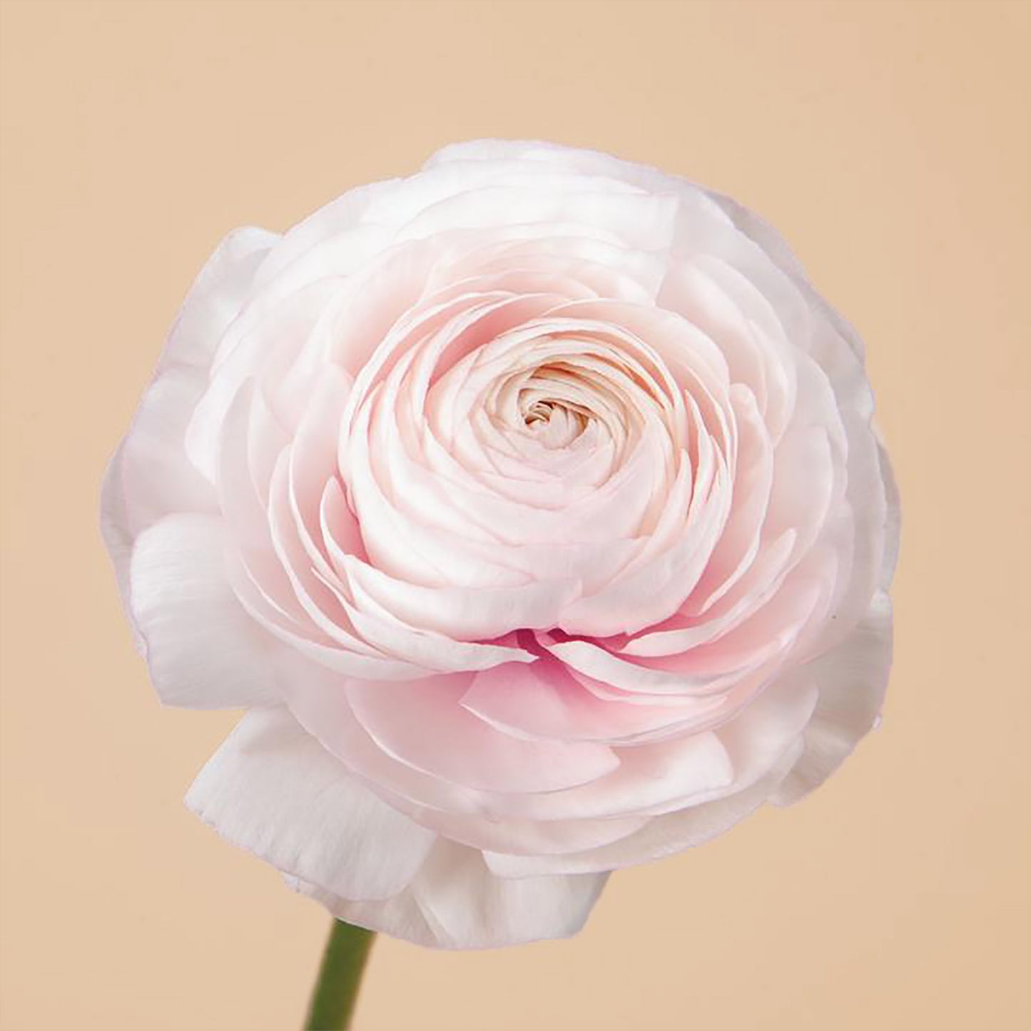 Clone Ginette Hanoi Ranunculus Corms