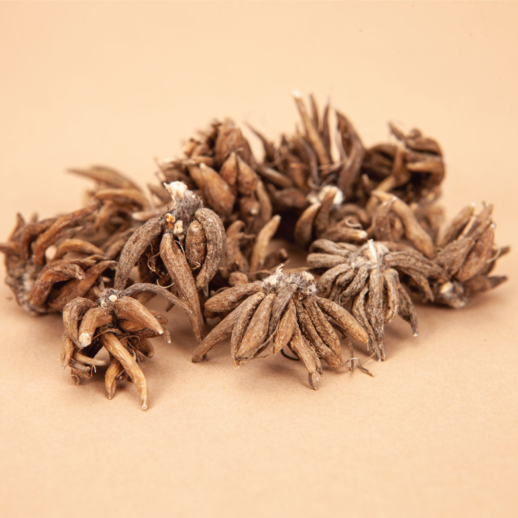 Rose Chiaro Ranunculus Corms