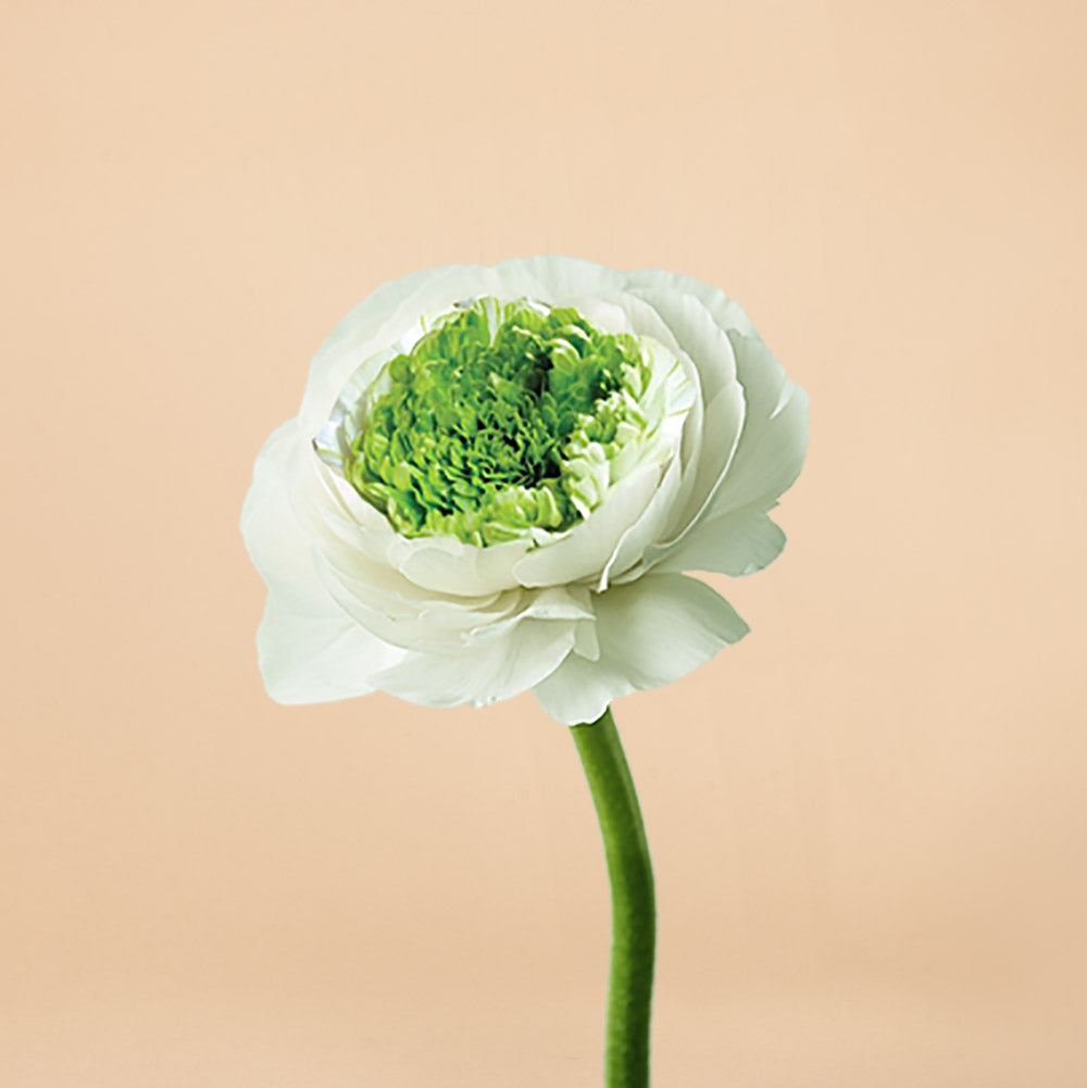 Elegance Festival Bianco Ranunculus Corms