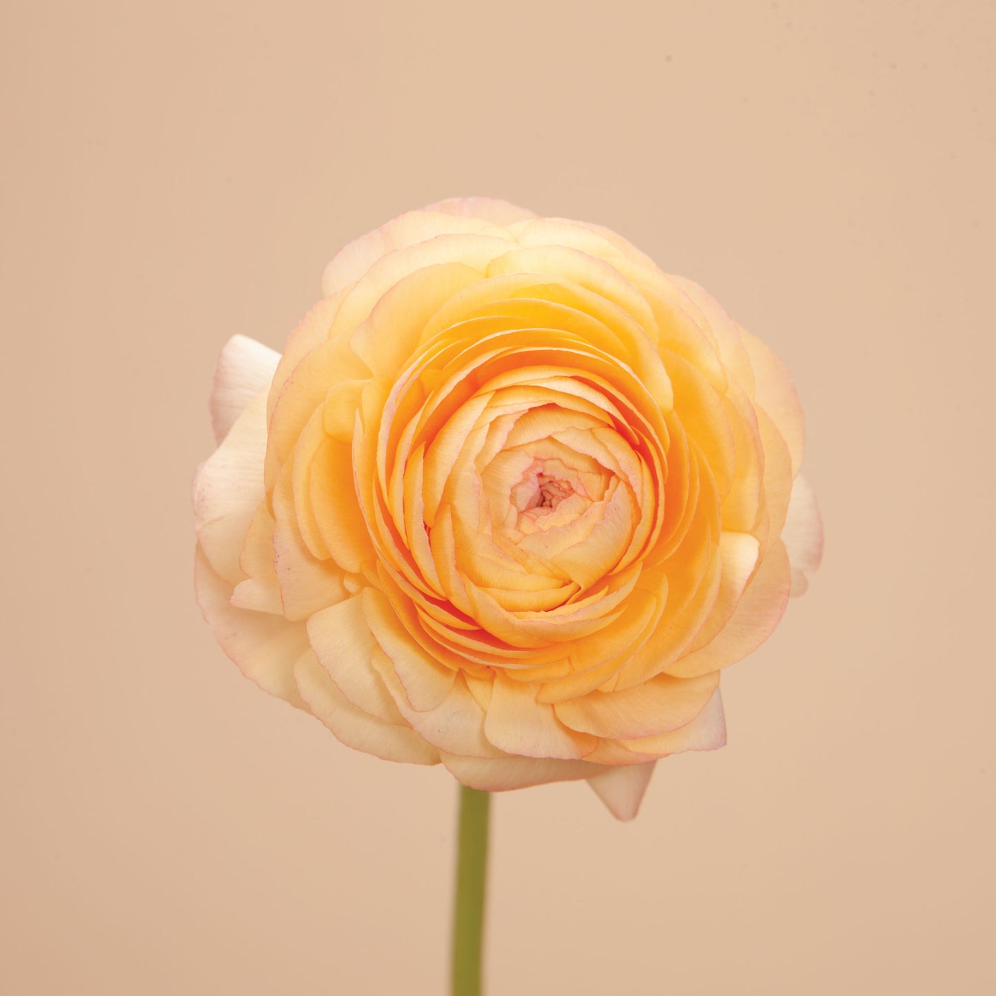 Salmon Amandine Ranunculus Corms