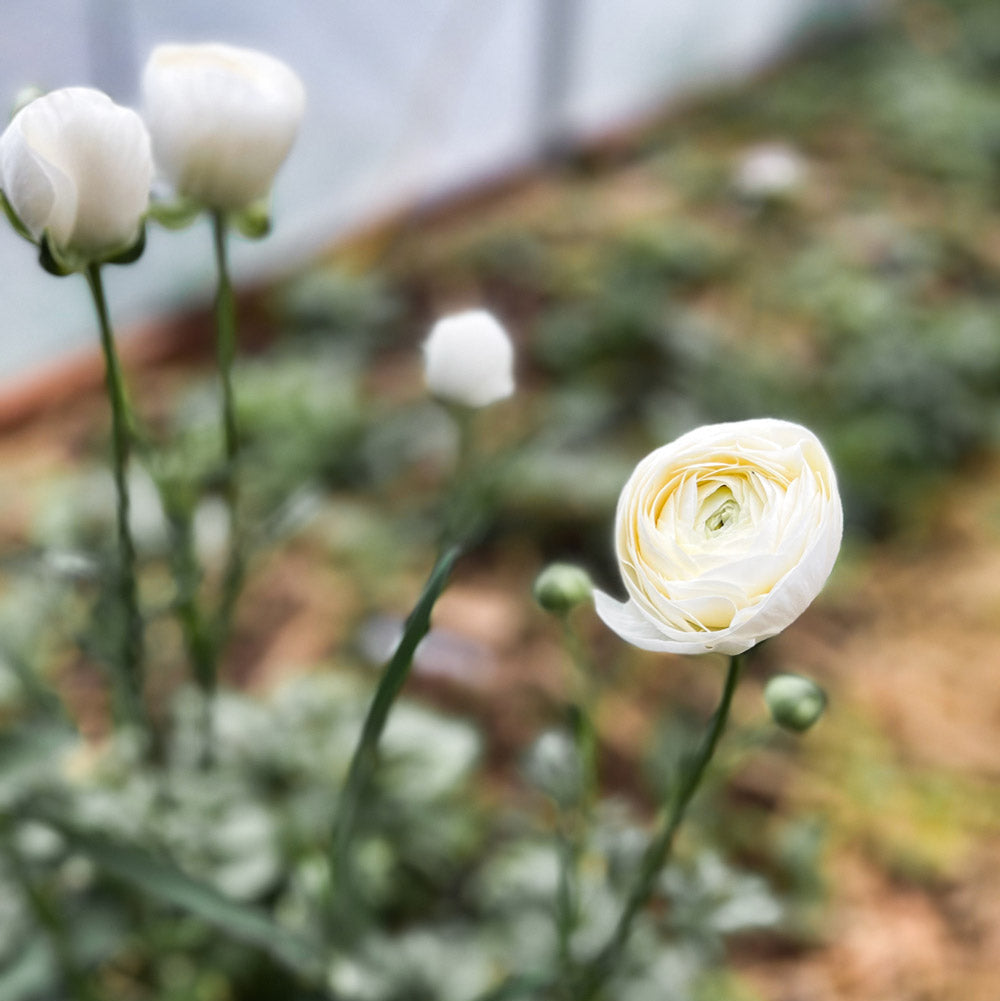 Iceberg White Ranunculus Corms