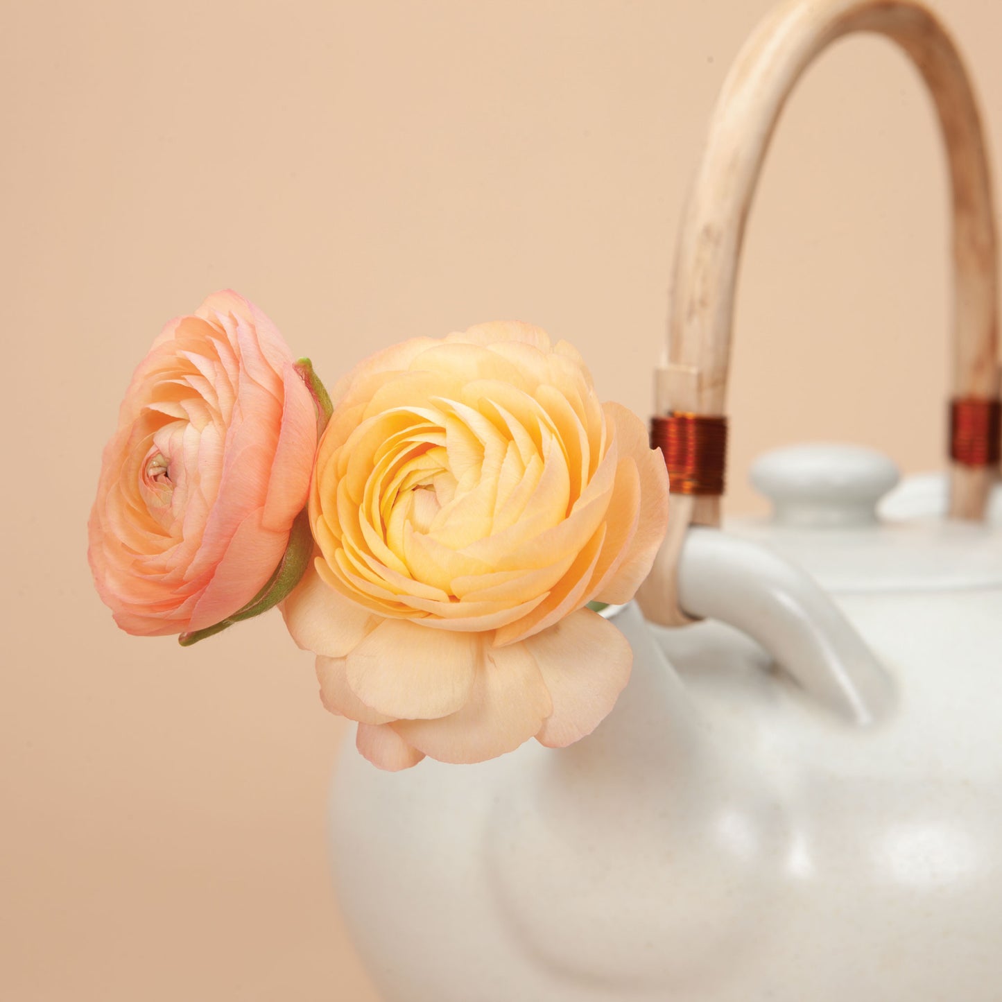 Salmon Amandine Ranunculus Corms