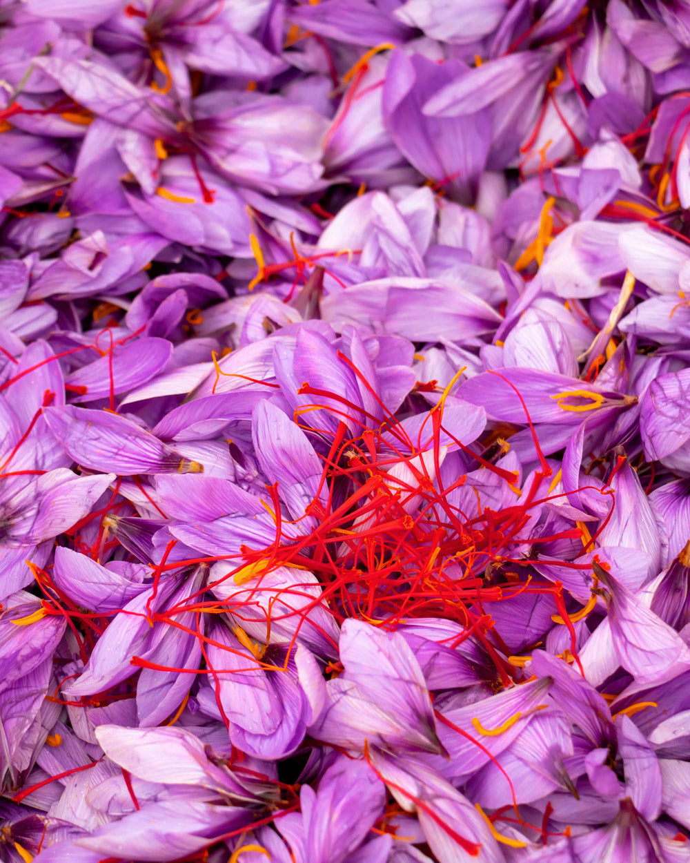 Crocus Saffron Bulbs