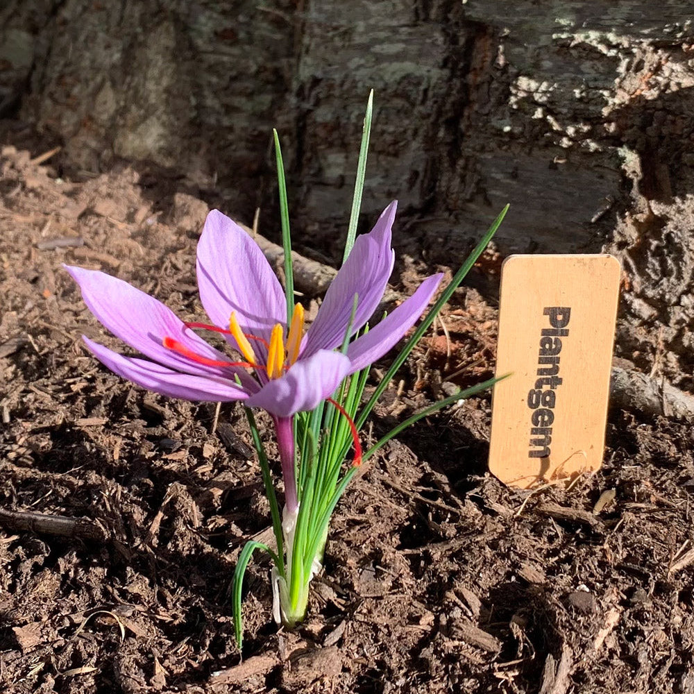 Saffron Crocus Bulbs