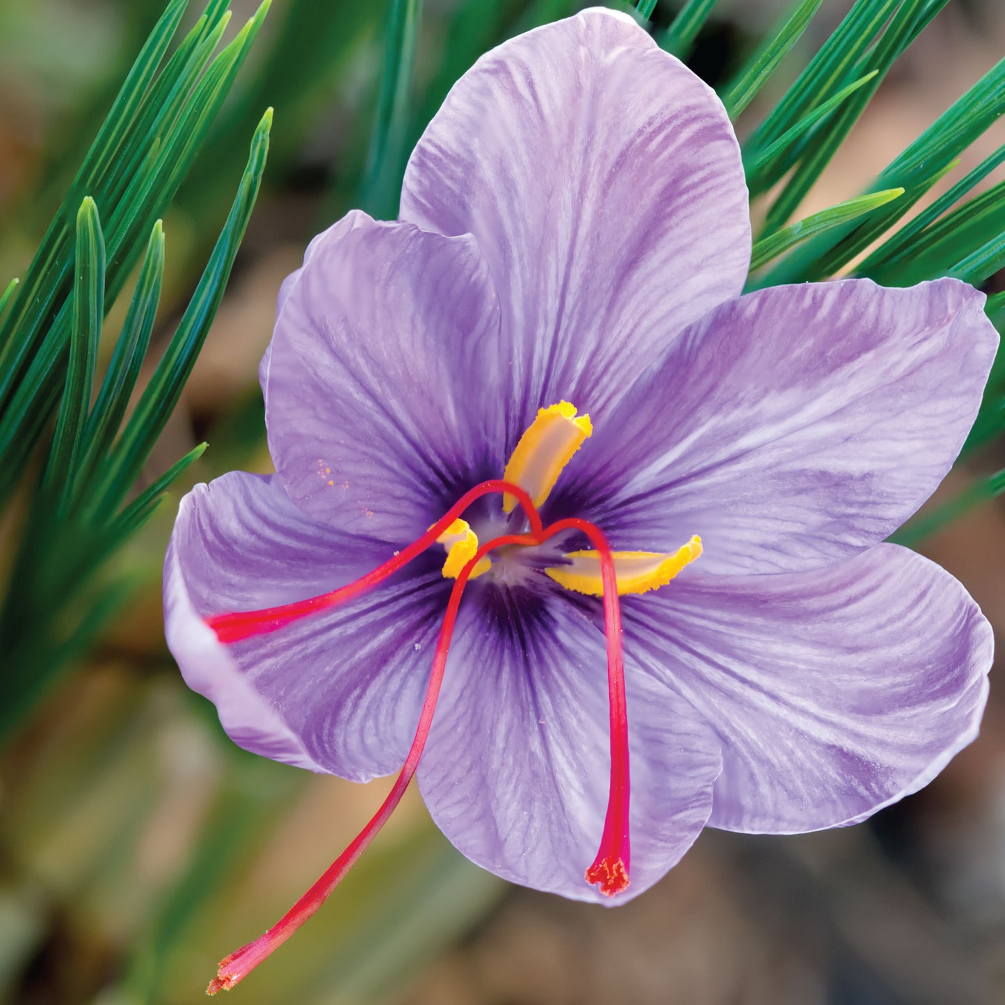 Crocus Saffron Bulbs