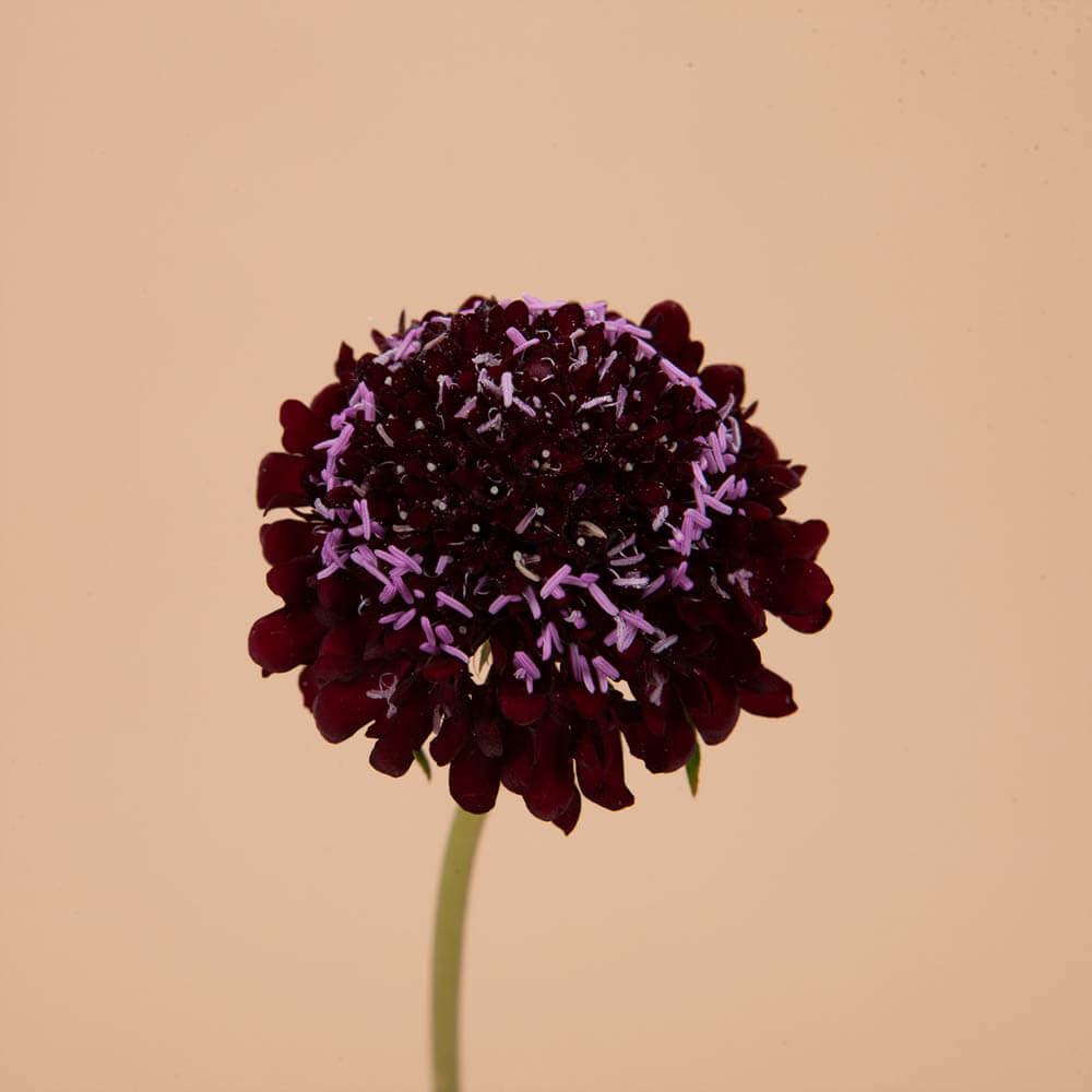 Black Knight Scabiosa Plants