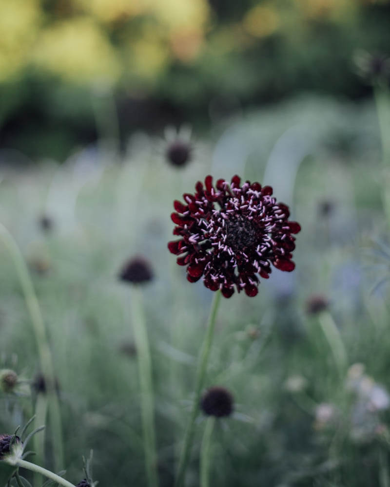 Scabiosa Black Knight Seeds
