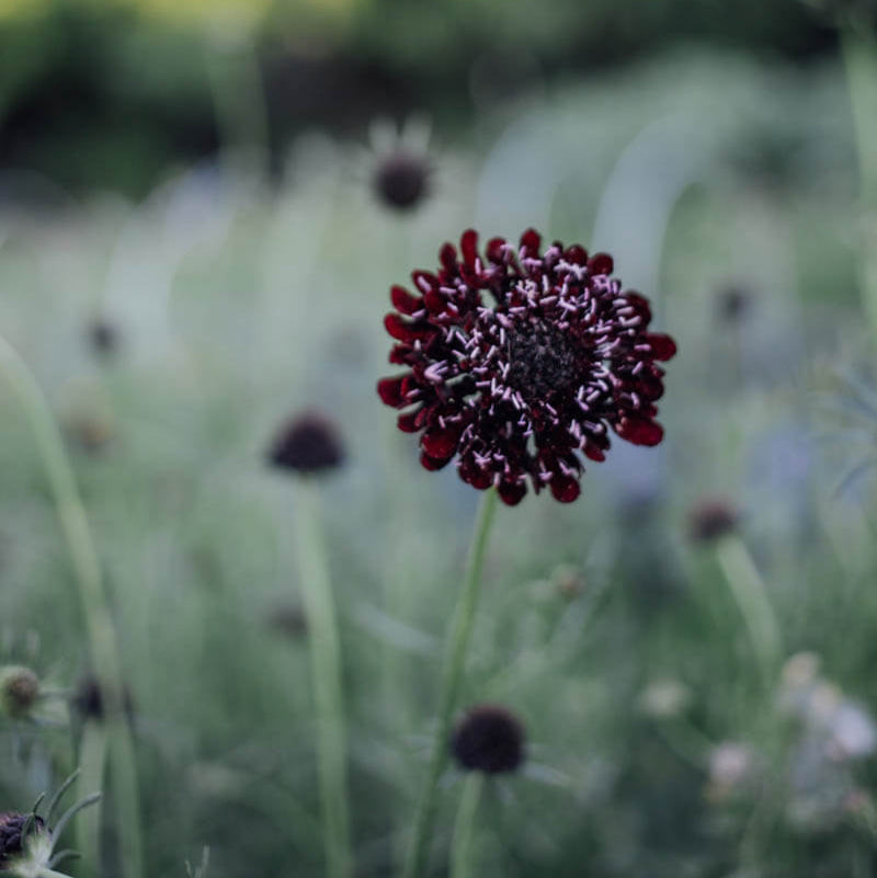 Black Knight Scabiosa Plants