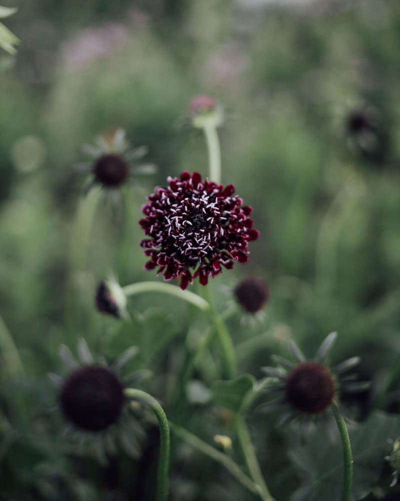 Scabiosa Black Knight Seeds