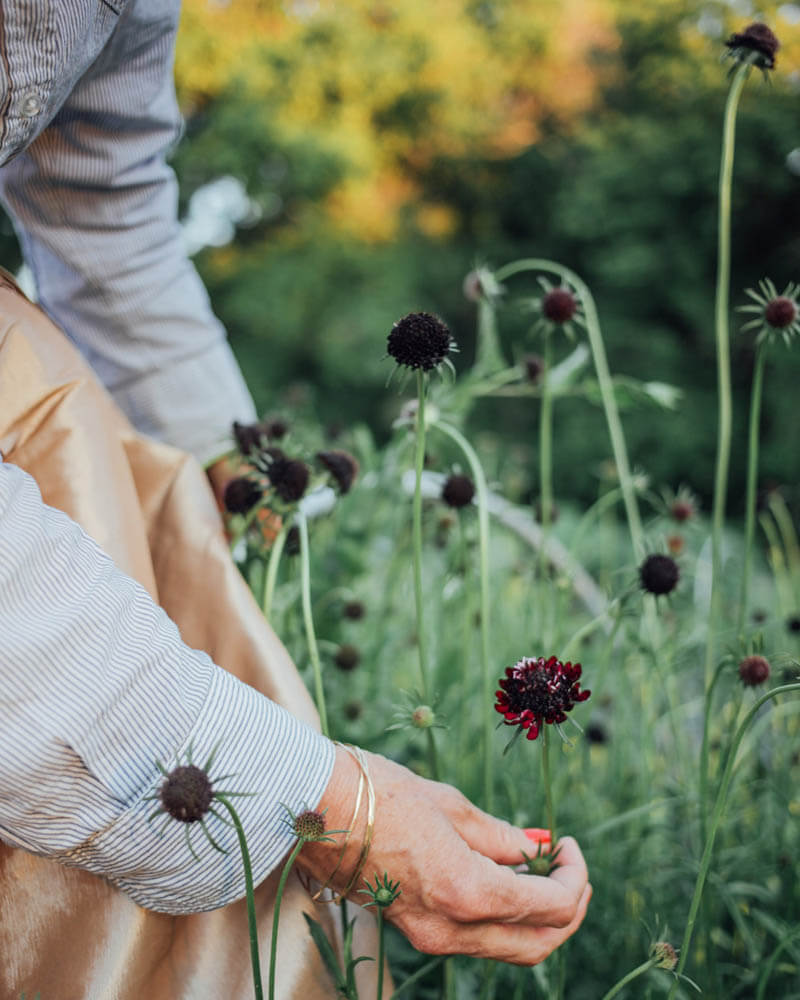 Scabiosa Black Knight Seeds