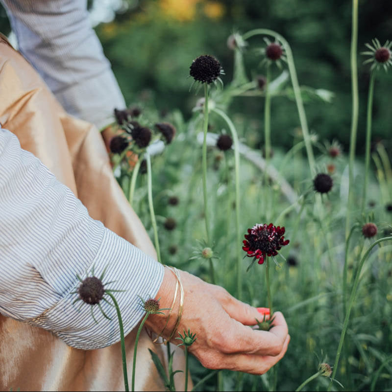 Black Knight Scabiosa Plants