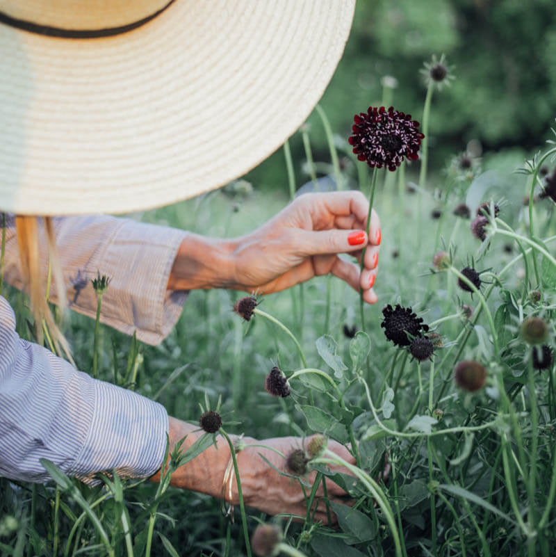 Black Knight Scabiosa Plants