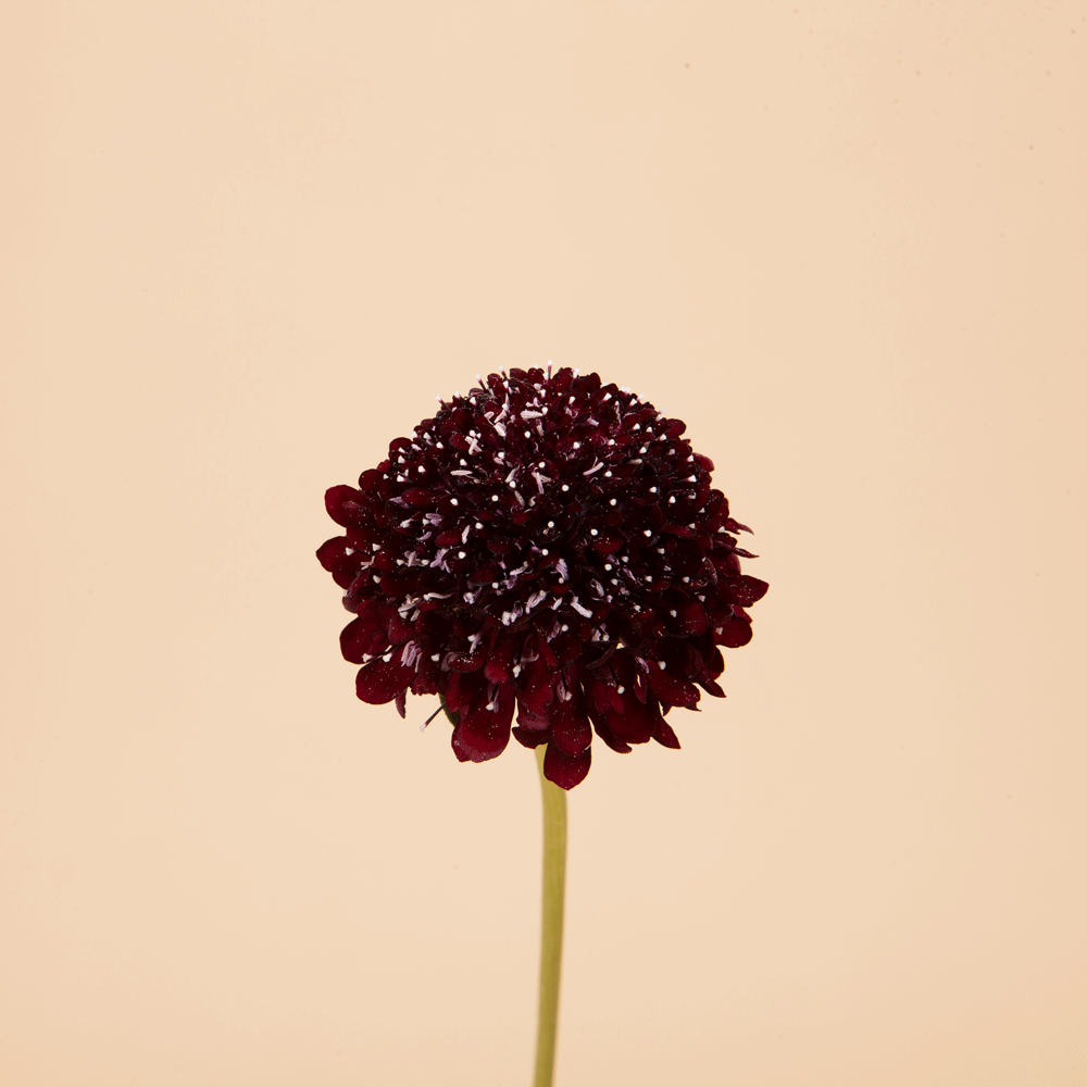 Black Knight Scabiosa Plants