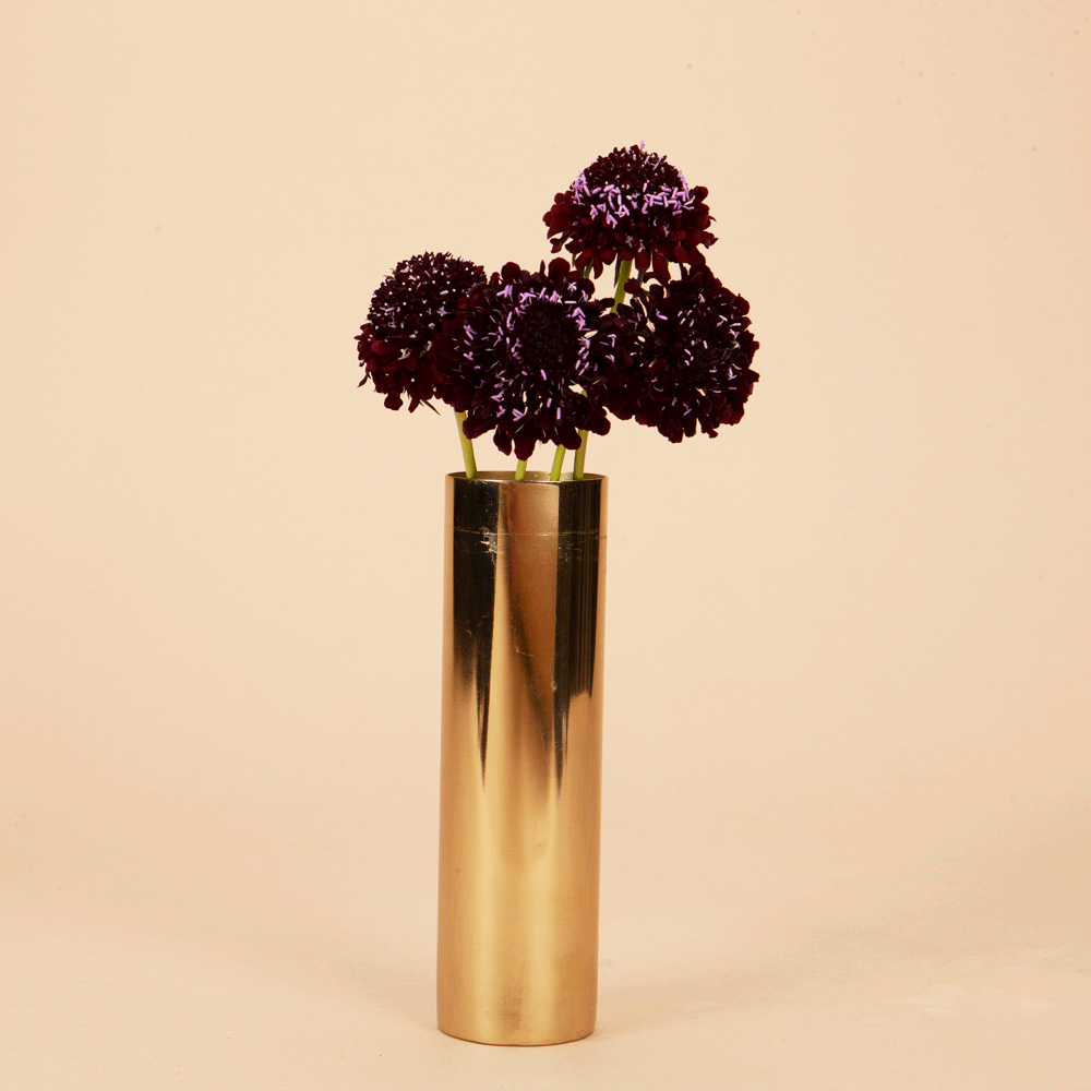 Black Knight Scabiosa Plants