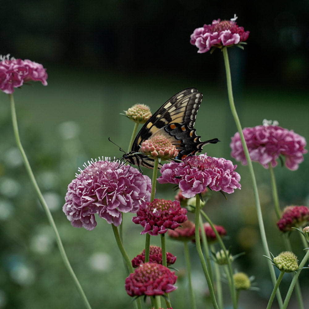 Scabiosa Cherry Vanilla Scoop
