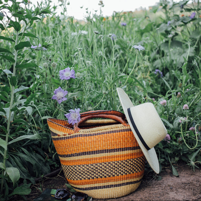 Fama Deep Blue Scabiosa Plants