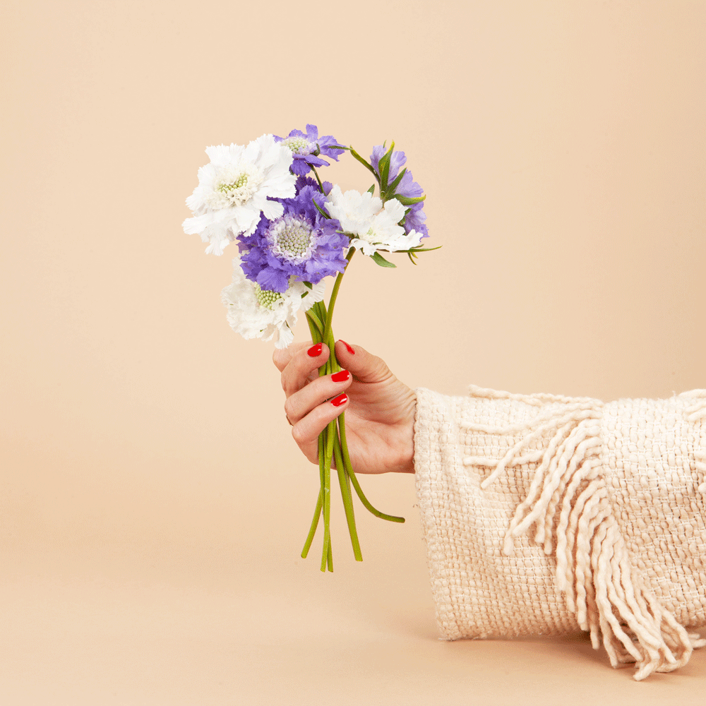 Fama Deep Blue Scabiosa Plants