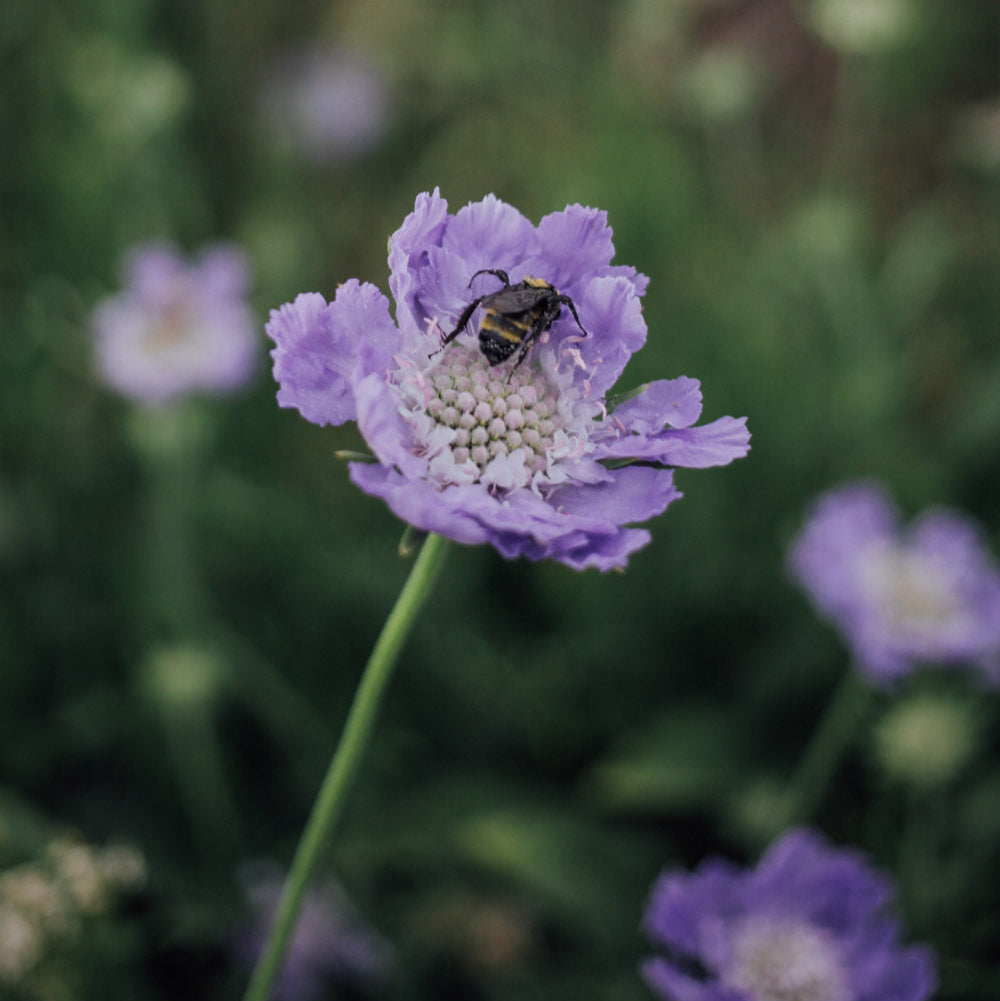 Fama Deep Blue Scabiosa Plants