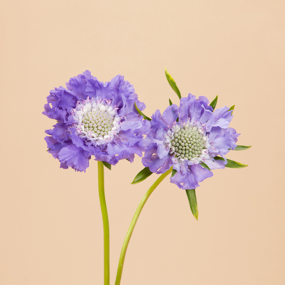 Fama Deep Blue Scabiosa Plants