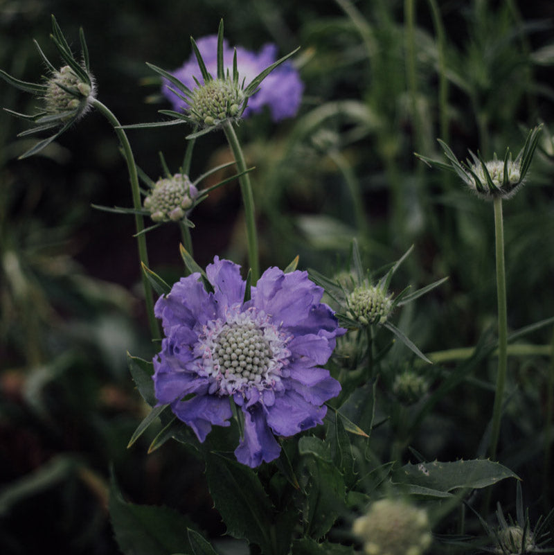 Fama Deep Blue Scabiosa Plants