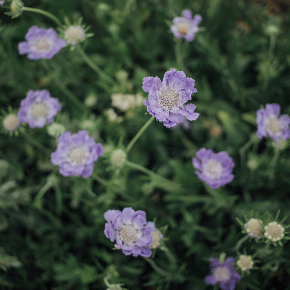 Fama Deep Blue Scabiosa Plants