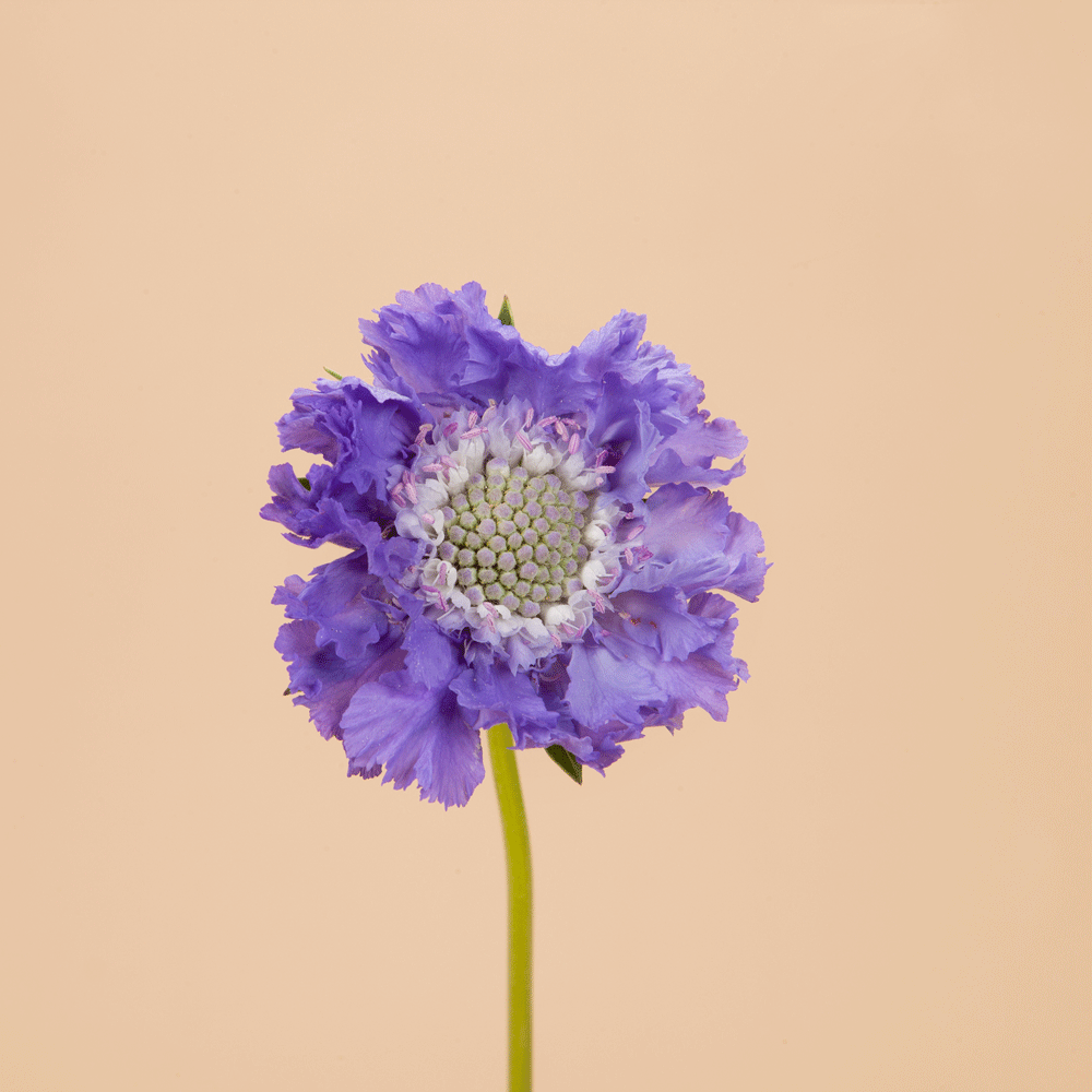Fama Deep Blue Scabiosa Plants