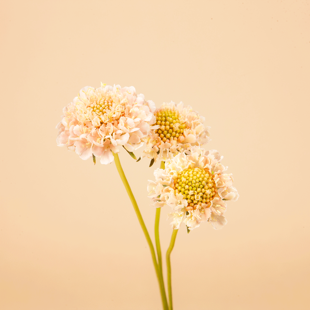 Fata Morgana Scabiosa Plants