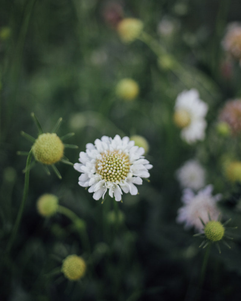 Fama White Scabiosa