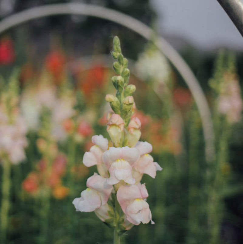 Potomac Appleblossom Snapdragon Plants