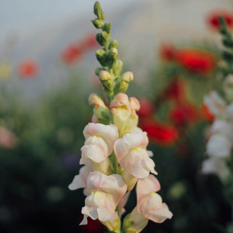 Potomac Appleblossom Snapdragon Plants
