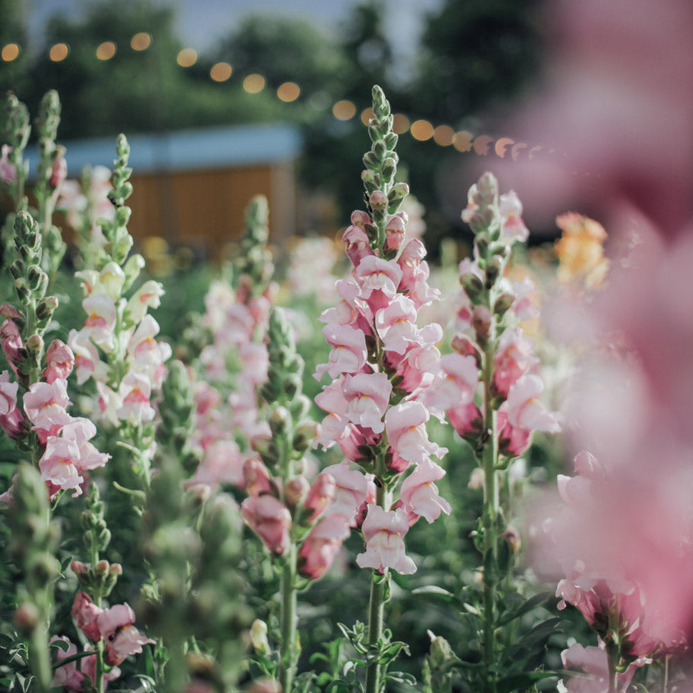 Potomac Lavender Snapdragon Plants