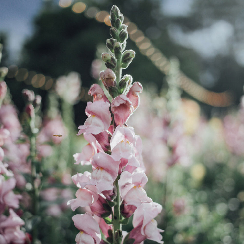 Potomac Lavender Snapdragon Plants