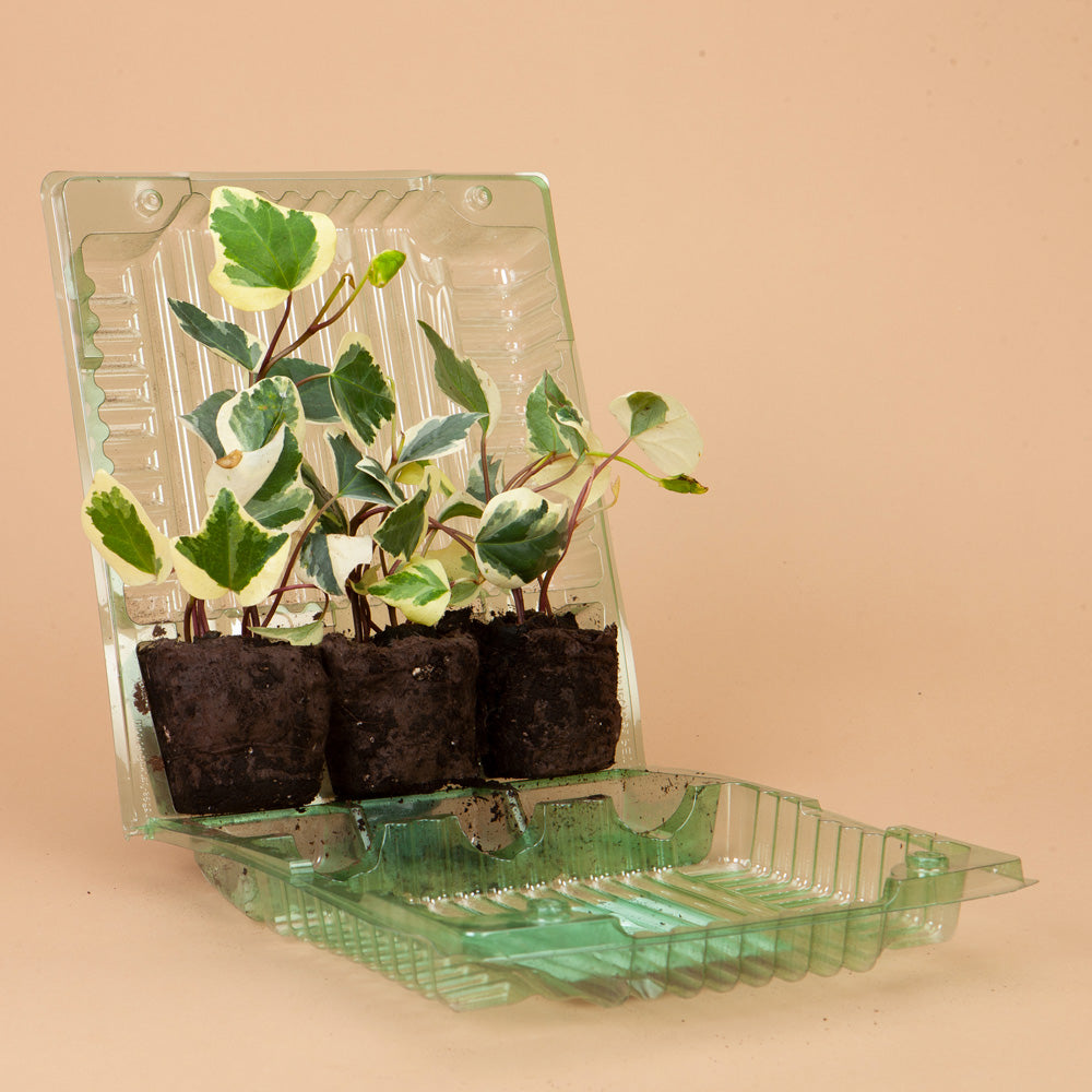 Mini Easter English Ivy