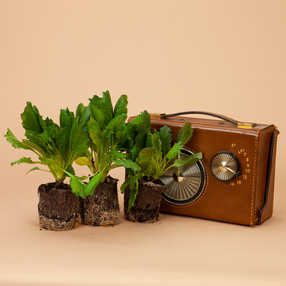 Moonstone Aster Plants