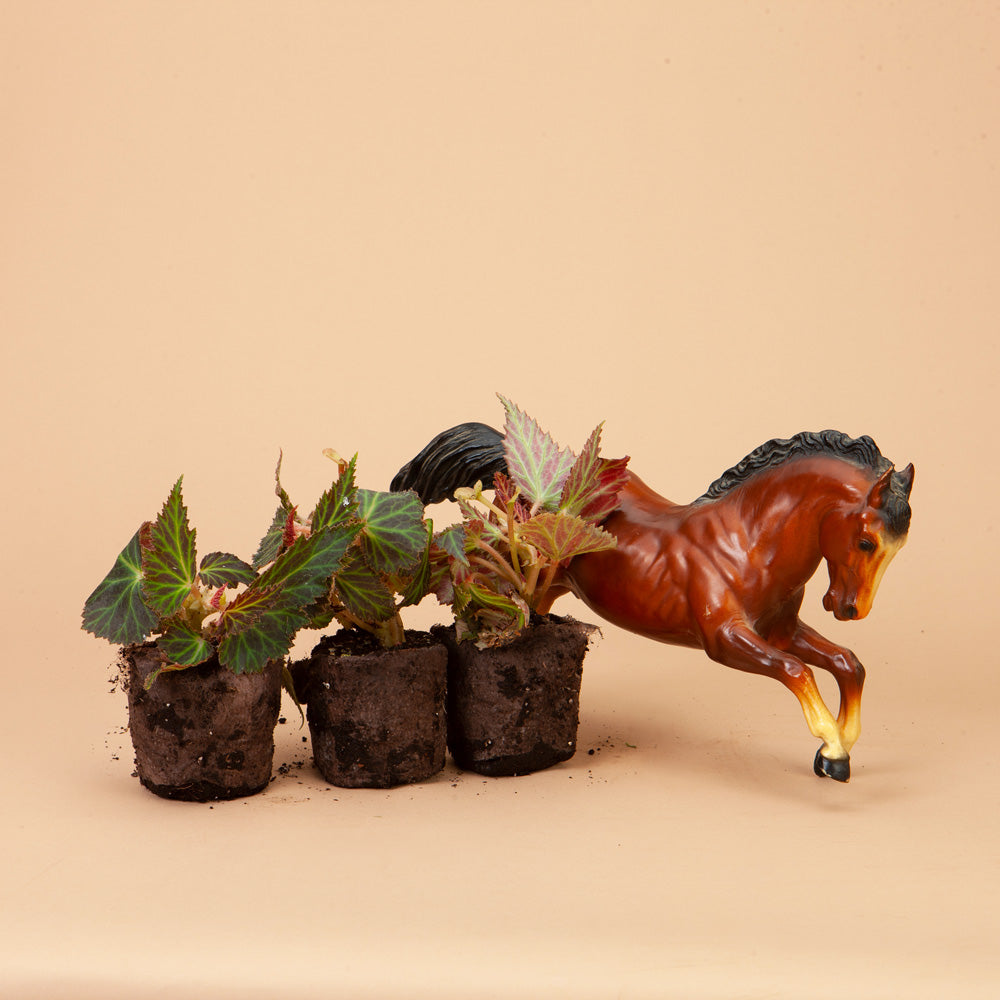 Iconia Lemon Berry Begonia