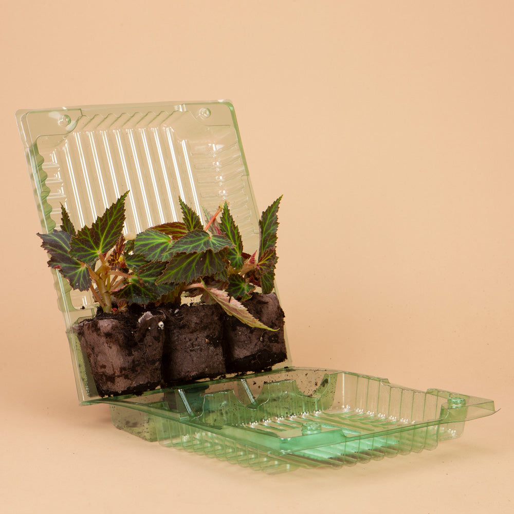 Iconia Lemon Berry Begonia