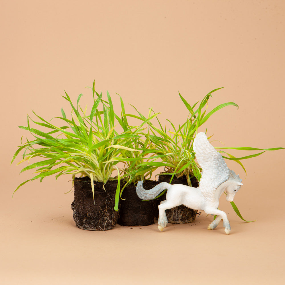 Bunny Tail Grass Plants
